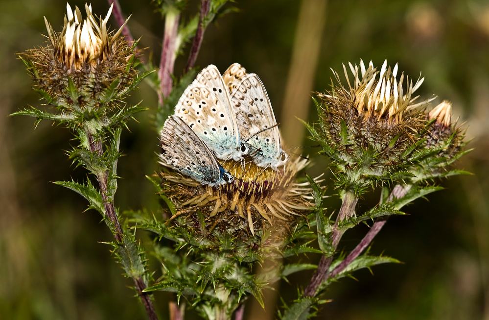 Hauhechel-Bläulinge auf Silberdistel