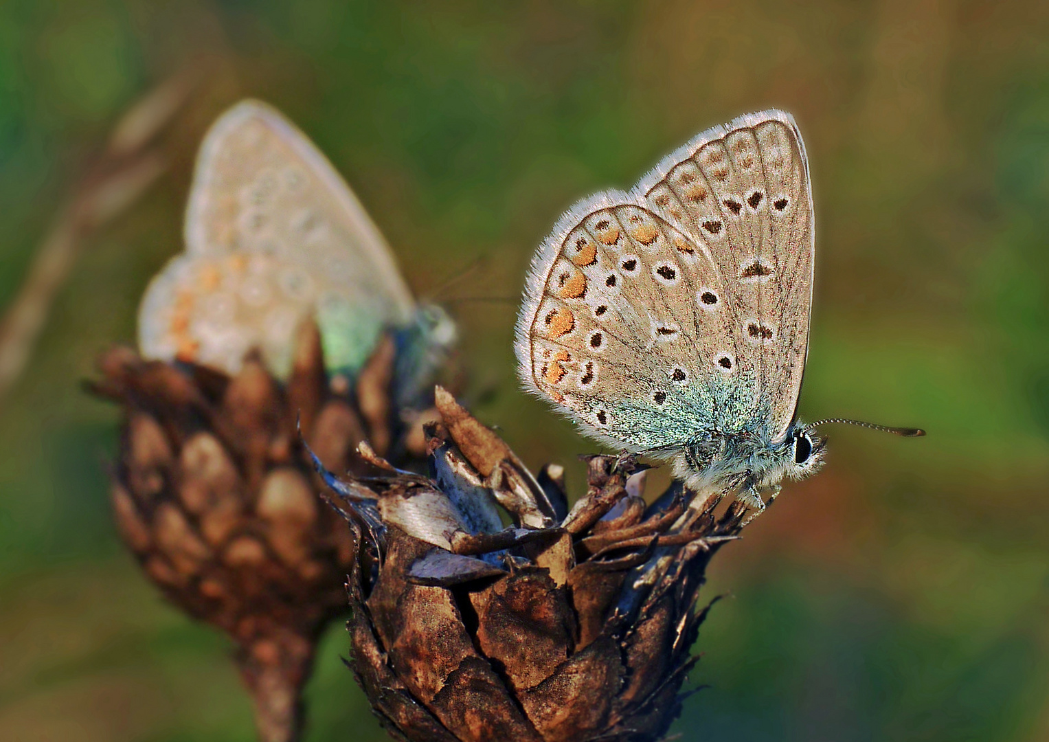 Hauhechel Bläulinge, Polyommatus icarus