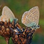 Hauhechel Bläulinge, Polyommatus icarus