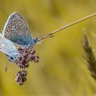 Hauhechel-Bläulinge (Polyommatus icarus)