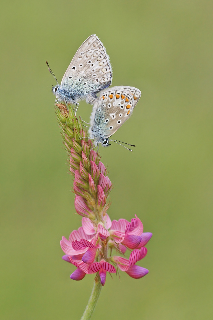 Hauhechel-Bläulinge (Polyommatus icarus) beim Liebesspiel