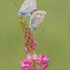 Hauhechel-Bläulinge (Polyommatus icarus) beim Liebesspiel