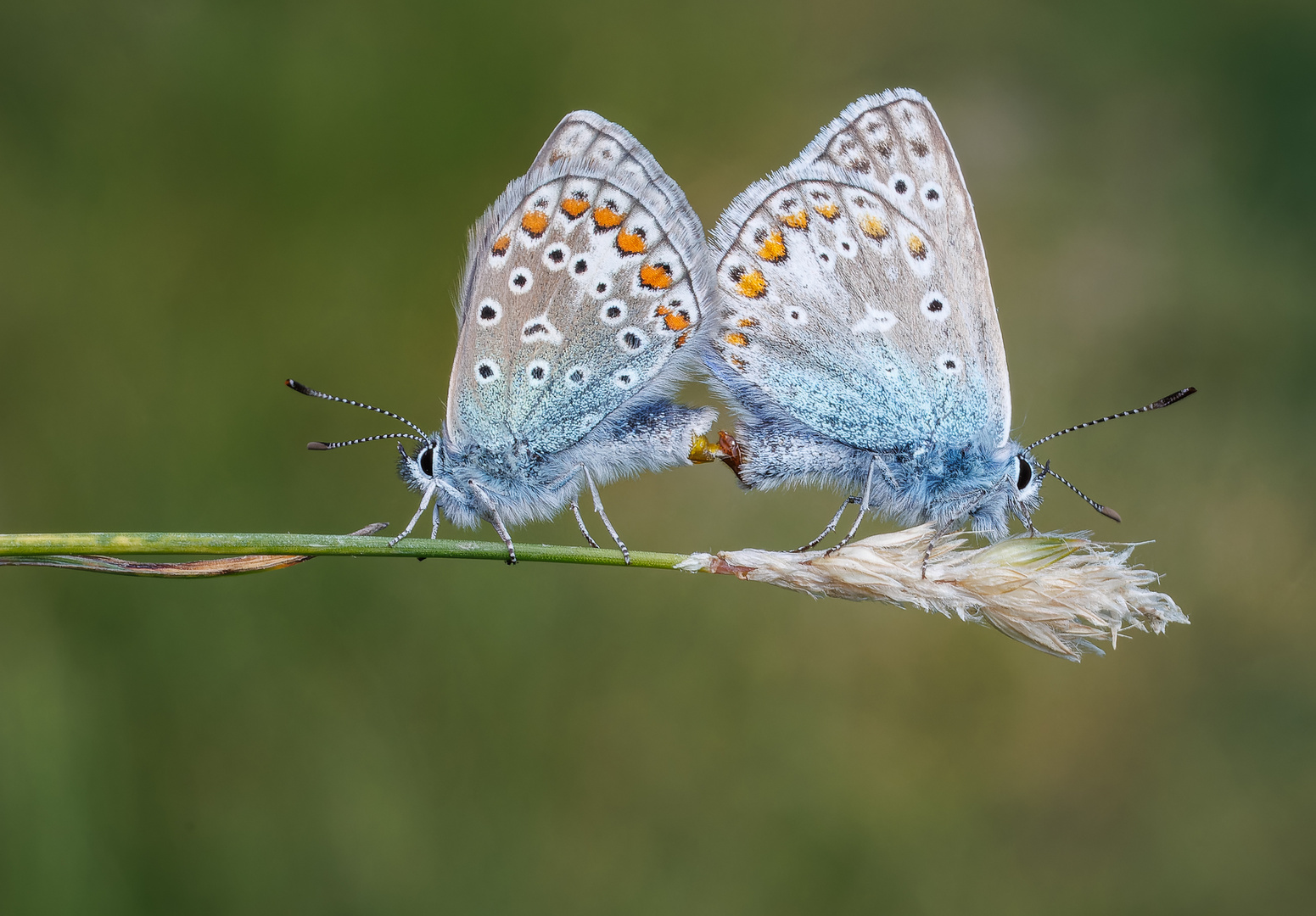 Hauhechel-Bläulinge (Polyommatus icarus)