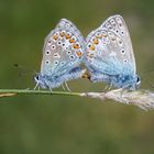 Hauhechel-Bläulinge (Polyommatus icarus)