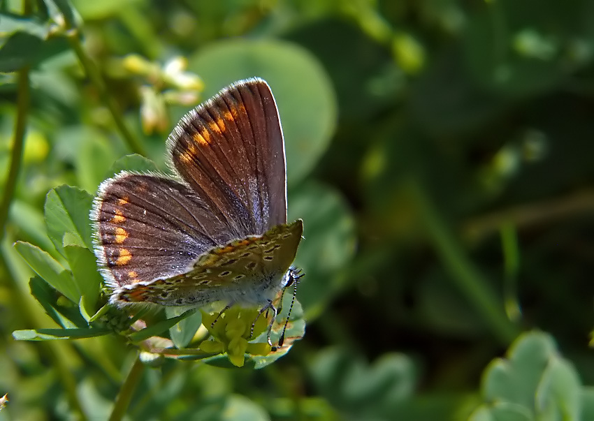 Hauhechel-Bläulings-Dame ((Polyommatus icarus))