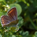 Hauhechel-Bläulings-Dame ((Polyommatus icarus))