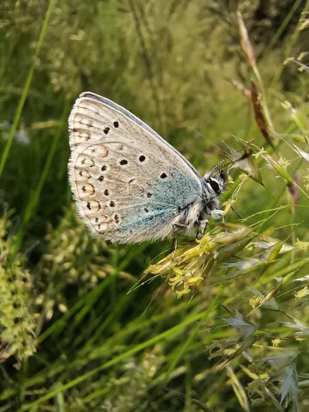 Hauhechel Bläulings Männchen am Morgen