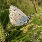 Hauhechel Bläulings Männchen am Morgen