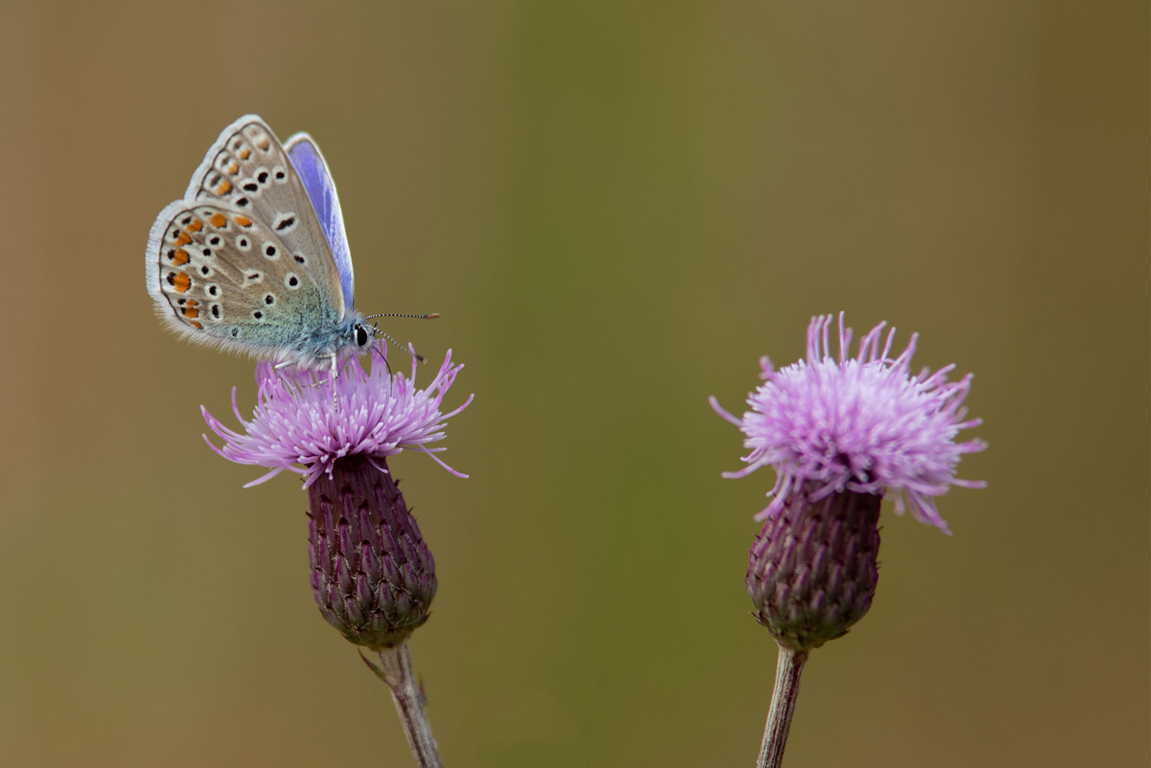 - Hauhechel-Bläulings (Polyommatus icarus)-