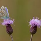 - Hauhechel-Bläulings (Polyommatus icarus)-