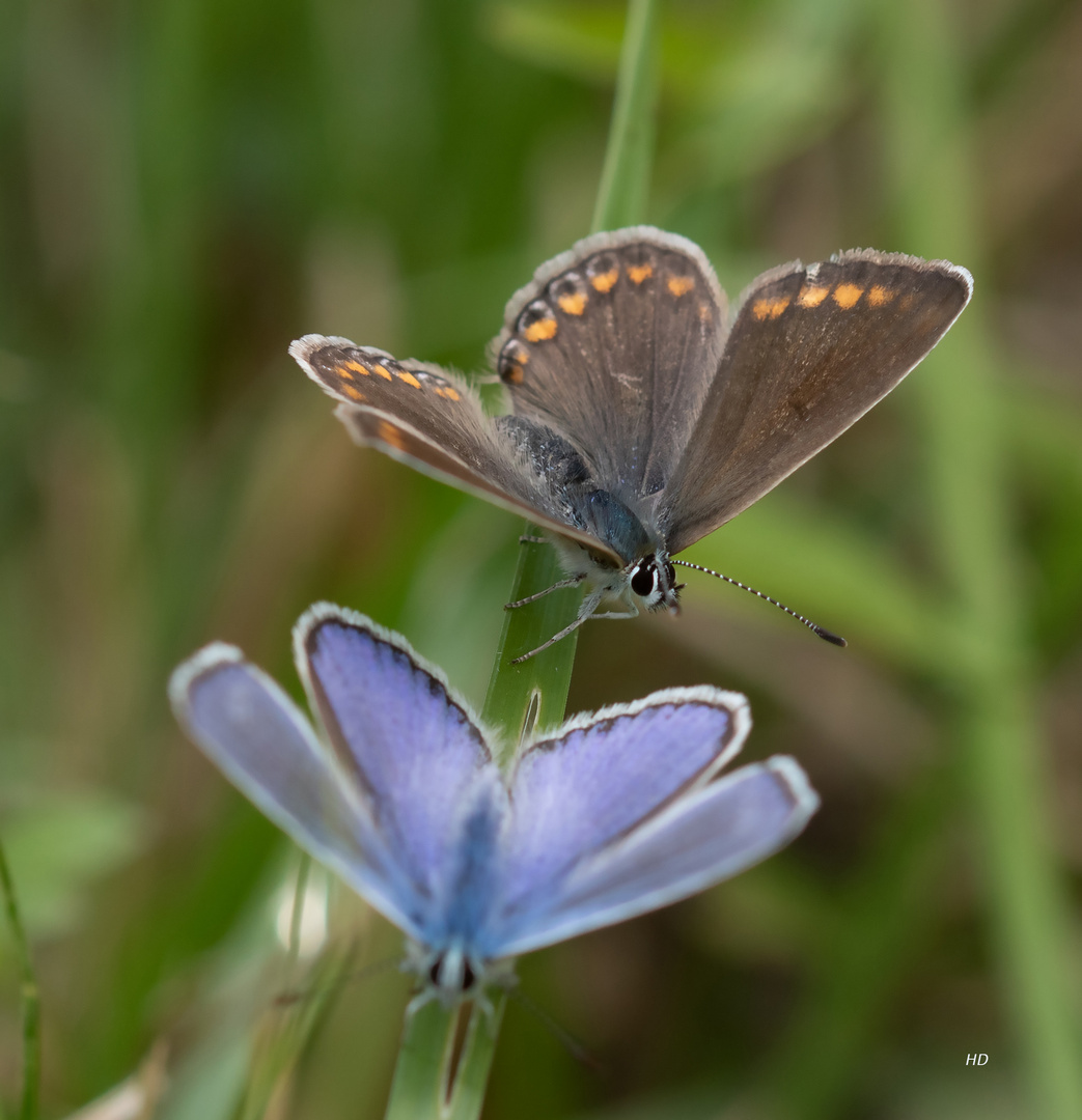 Hauhechel-Bläulingspaar (Polyommatus icarus)