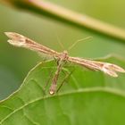 Hauhechel-Federmotte (Marasmarcha lunaedactyla)