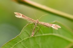 Hauhechel-Federmotte (Marasmarcha lunaedactyla)