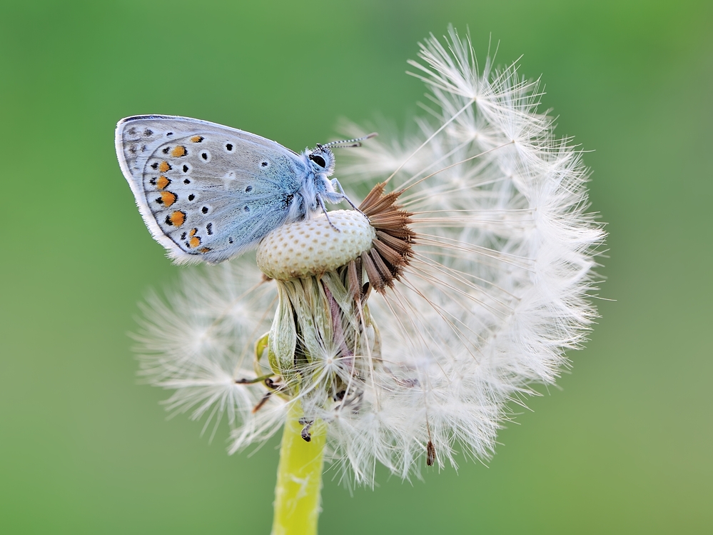 *Hauhechel - Frühling II*