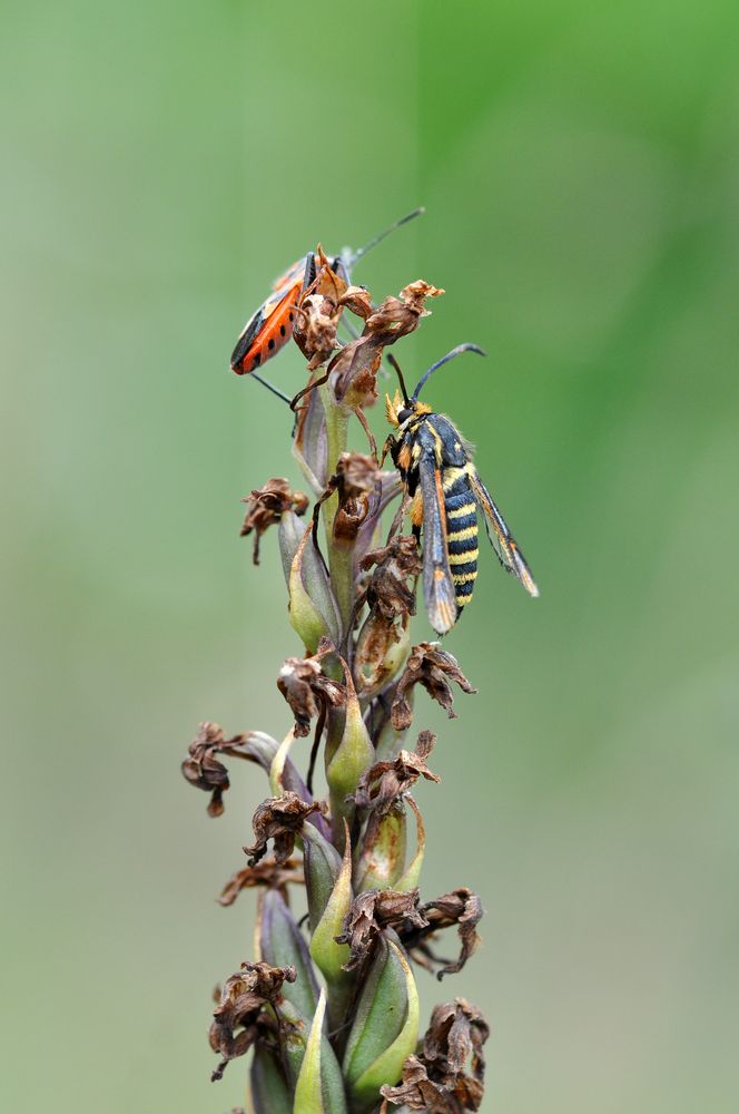 Hauhechel-Glasflügler (Bembecia albanensis)