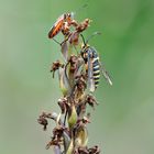 Hauhechel-Glasflügler (Bembecia albanensis)