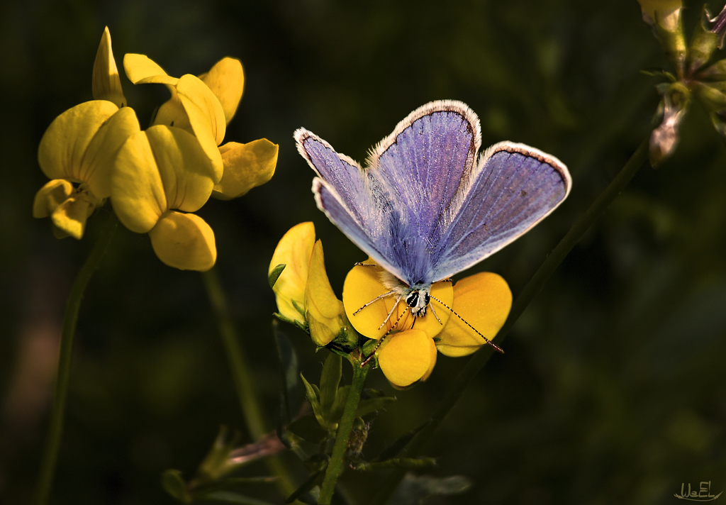 Hauhechel in der Abendsonne