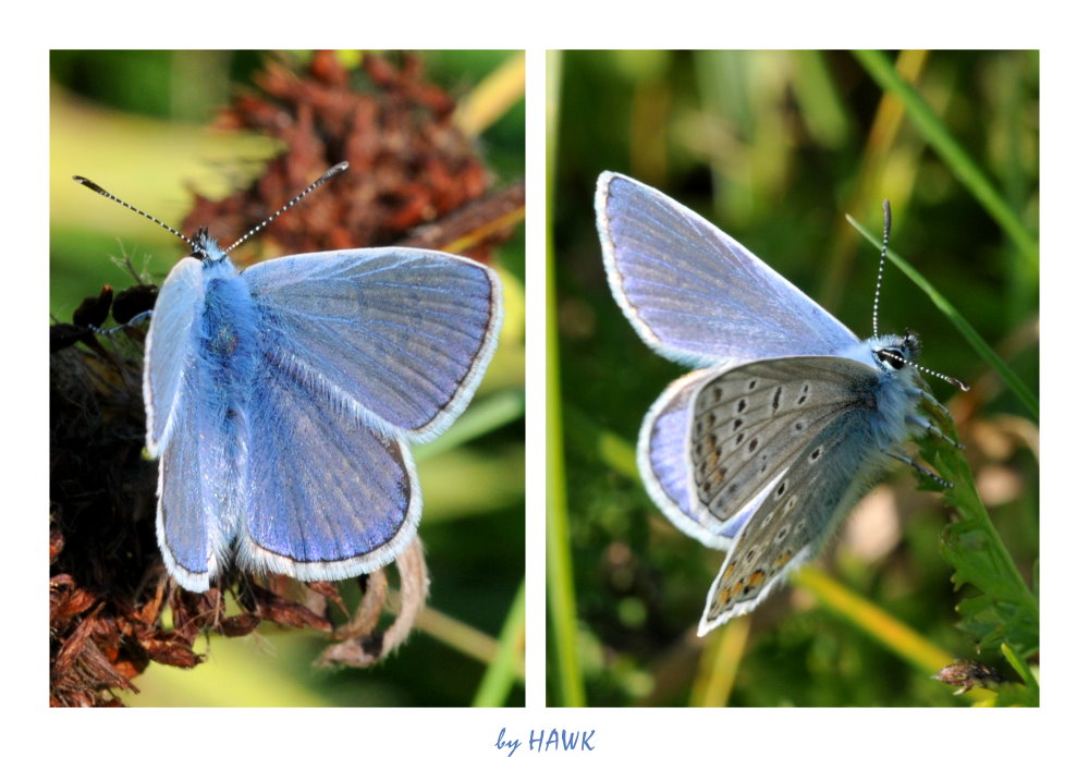 Hauhechel Männchen Collage