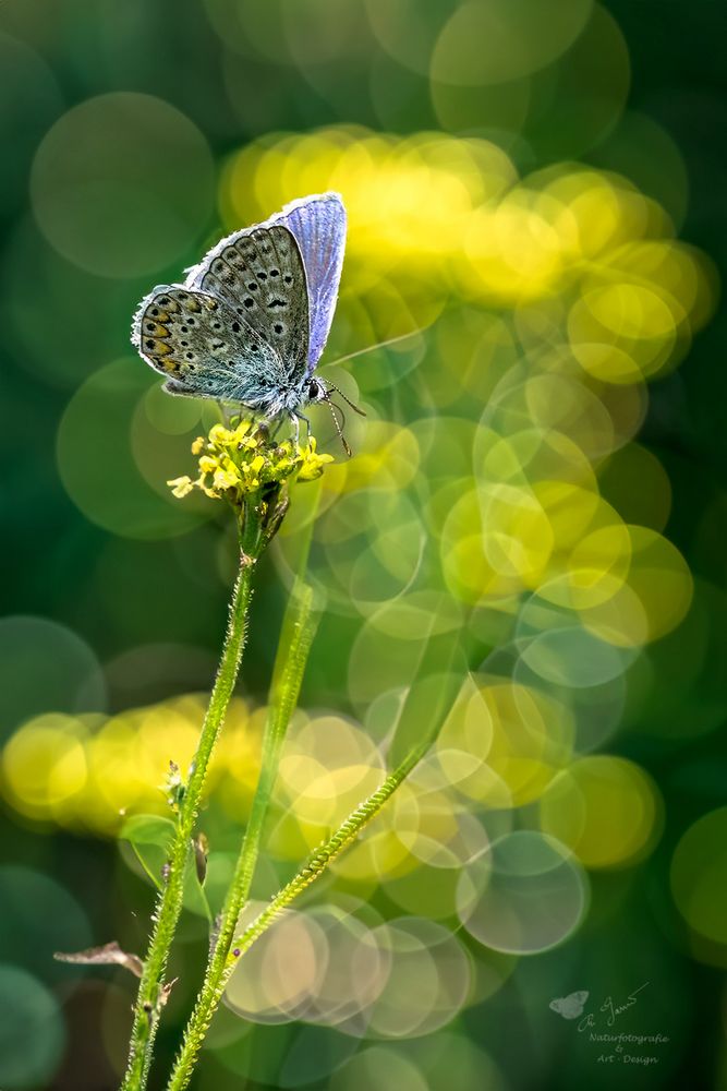 Hauhechel mit viel Bokeh