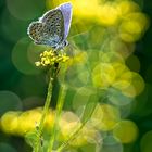 Hauhechel mit viel Bokeh