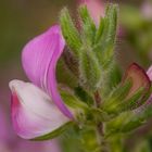 Hauhechel (Ononis repens)