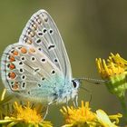 Hauhechel (Polyommatus icarus)