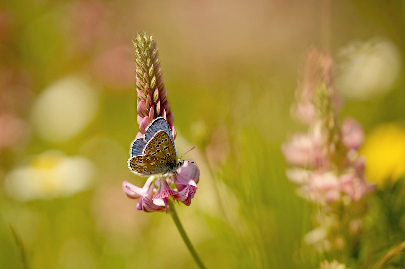 Hauhechel und Esparsette