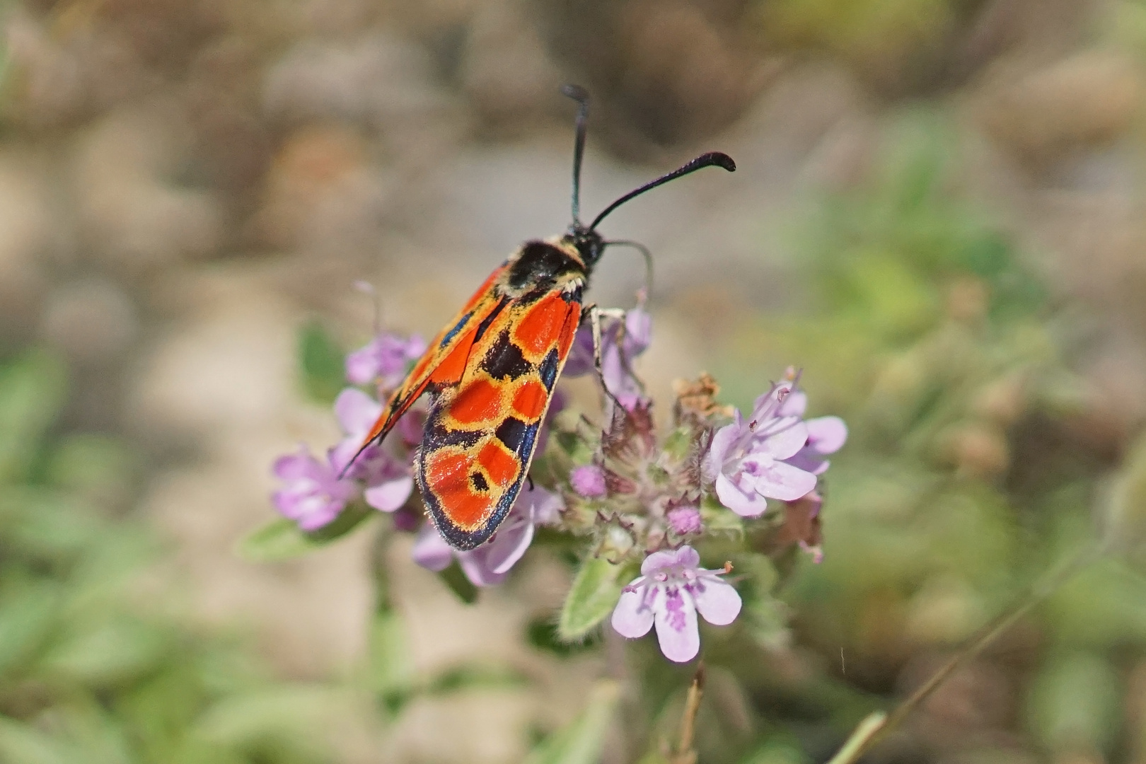 Hauhechel-Widderchen (Zygaena hilaris)