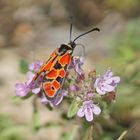 Hauhechel-Widderchen (Zygaena hilaris)