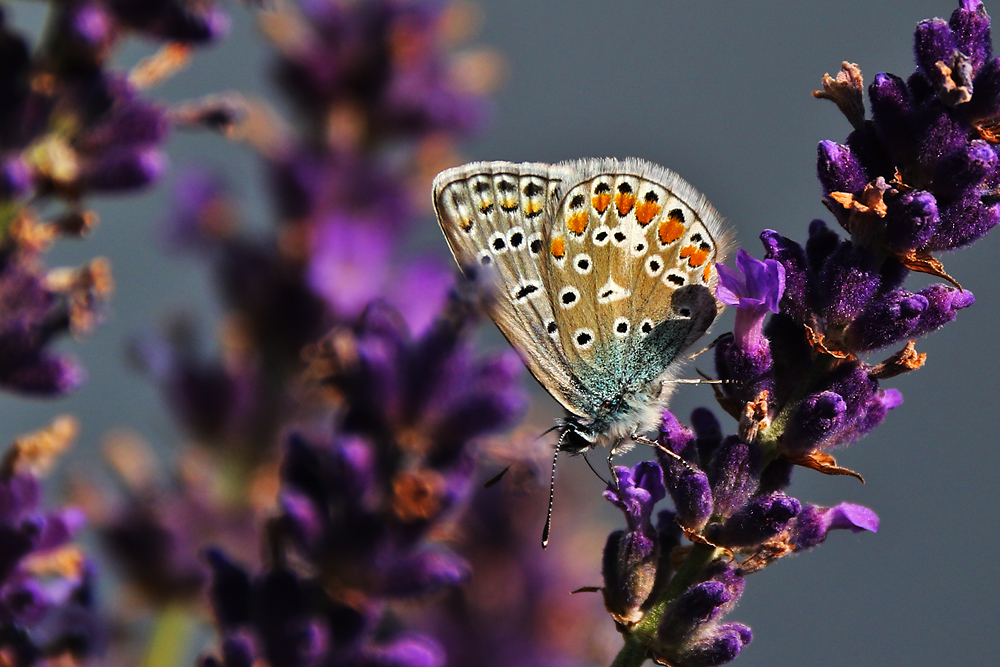 Hauhechelbläuling am Lavendel