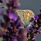 Hauhechelbläuling am Lavendel