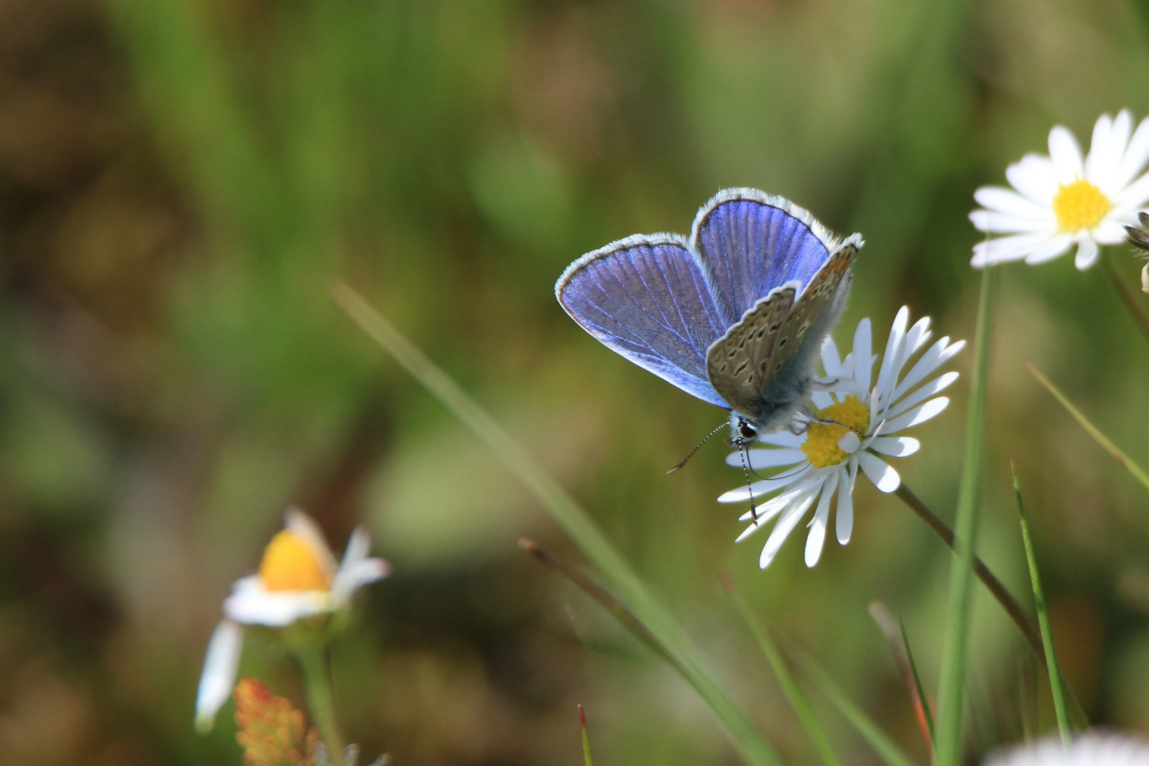 Hauhechelbläuling auf Gänseblümchen