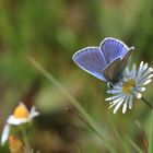 Hauhechelbläuling auf Gänseblümchen