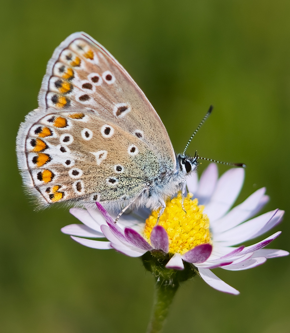 Hauhechelbläuling auf Gänseblümchen 