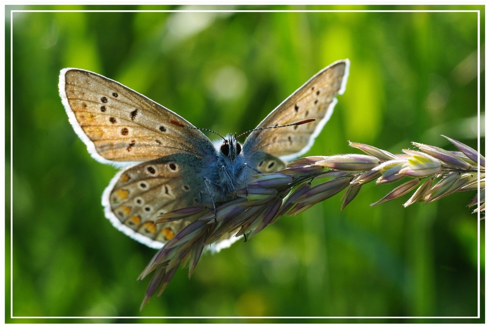 Hauhechelbläuling beim Sonne Tanken (Polyommatus icarus)