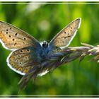 Hauhechelbläuling beim Sonne Tanken (Polyommatus icarus)