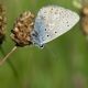 Hauhechelbluling beim sonnen