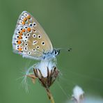 Hauhechelbläuling (geschlossen)....