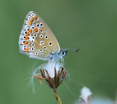 Hauhechelbläuling (geschlossen)....