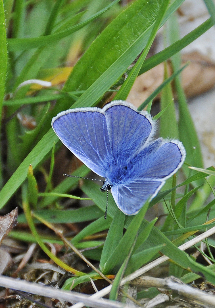 Hauhechelbläuling, Männchen (mit Wasserzeichen LOL)