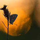 Hauhechelbläuling .. mit den letzten Sonnenstrahlen