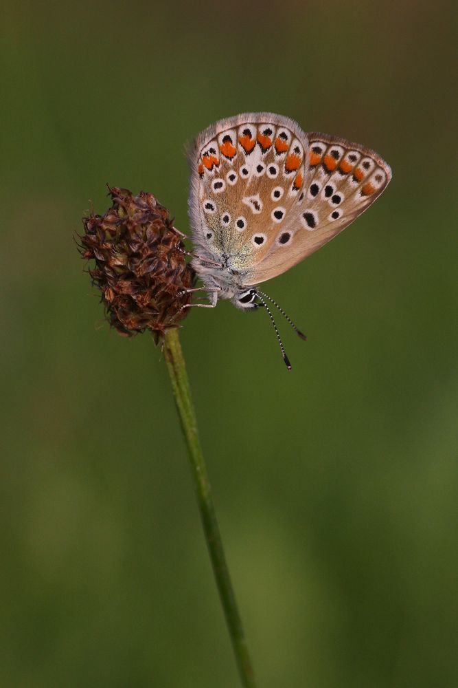 Hauhechelbläuling oder Common Blue (Polyommatus icarus)