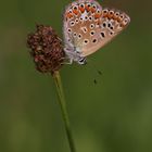 Hauhechelbläuling oder Common Blue (Polyommatus icarus)