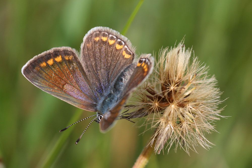 Hauhechelbläuling oder Common Blue (Polyommatus icarus)