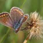 Hauhechelbläuling oder Common Blue (Polyommatus icarus)