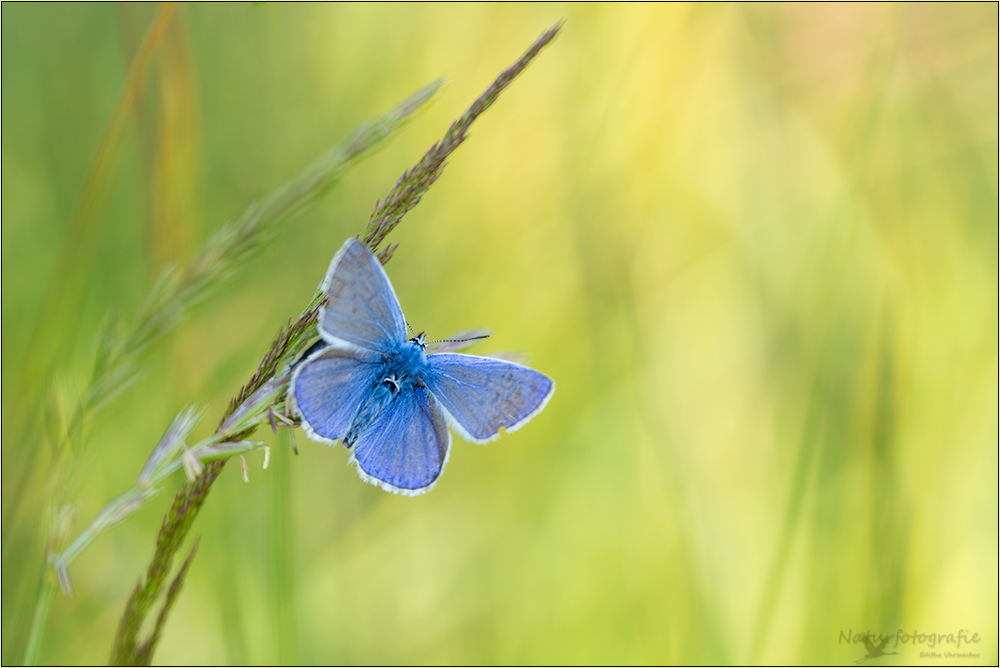 hauhechelbläuling ( polyommatus icarus ) 02/13