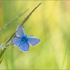 hauhechelbläuling ( polyommatus icarus ) 02/13