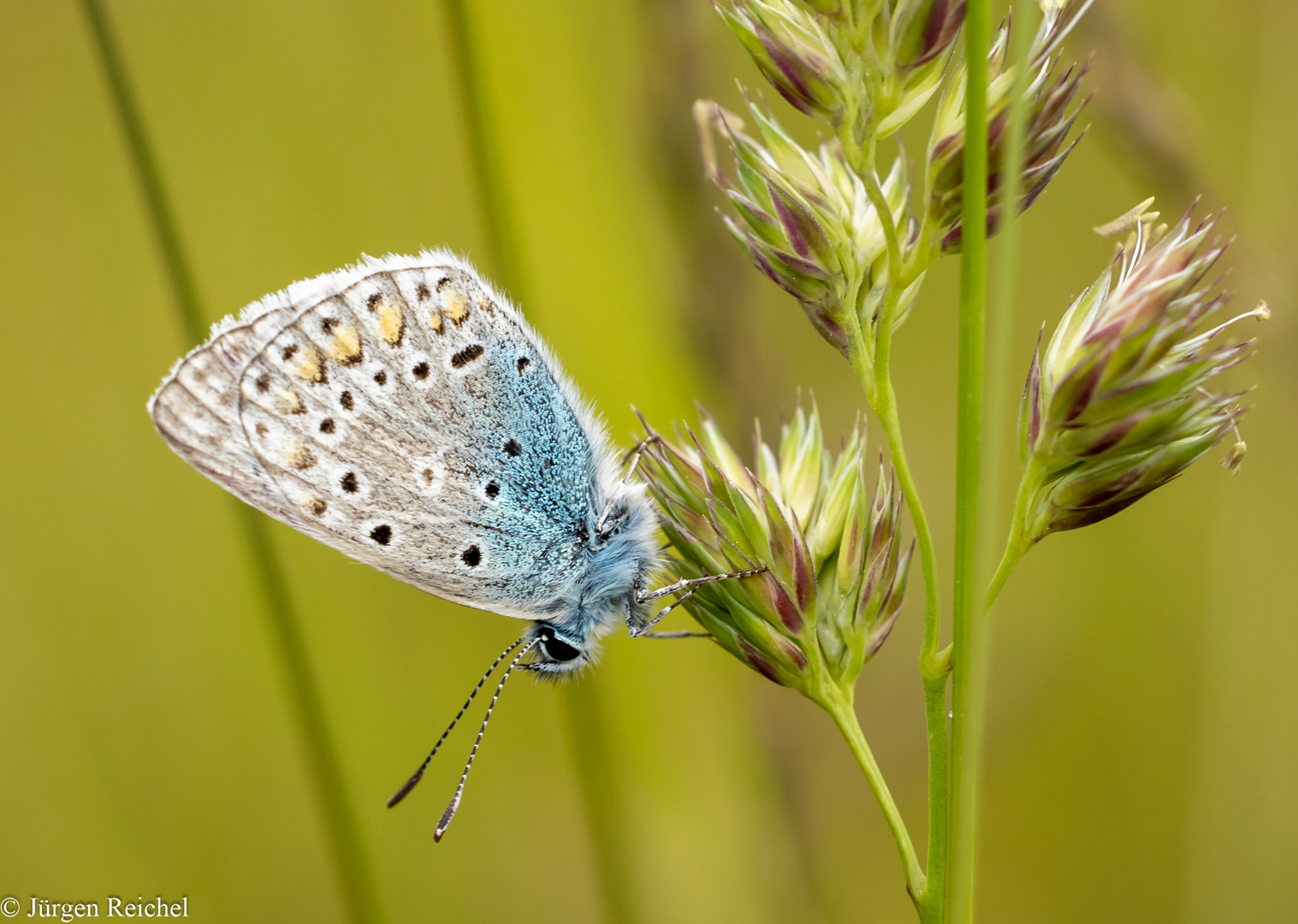 Hauhechelbläuling ( Polyommatus icarus  )  