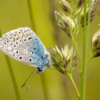 Hauhechelbläuling ( Polyommatus icarus  )  