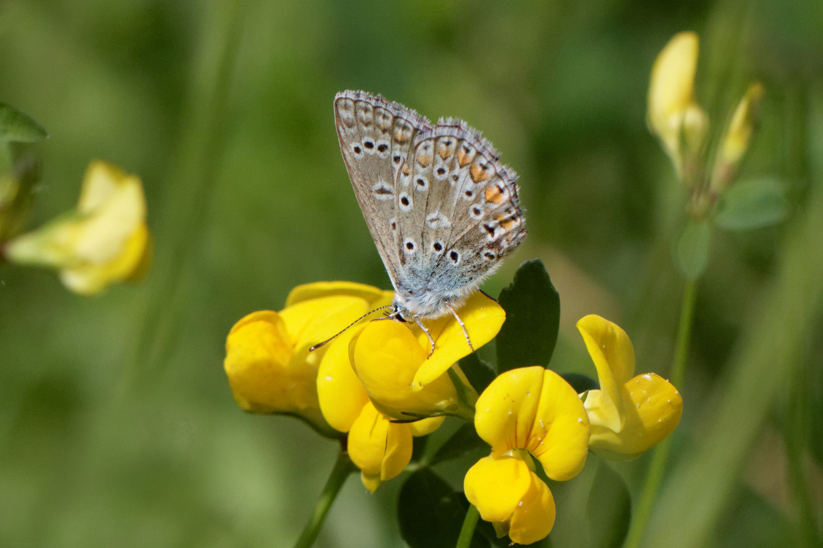 Hauhechelbläuling (Polyommatus icarus)